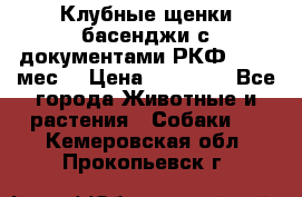 Клубные щенки басенджи с документами РКФ - 2,5 мес. › Цена ­ 20 000 - Все города Животные и растения » Собаки   . Кемеровская обл.,Прокопьевск г.